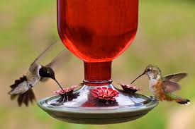 How to Attract Hummingbirds to Your Outdoor Space
