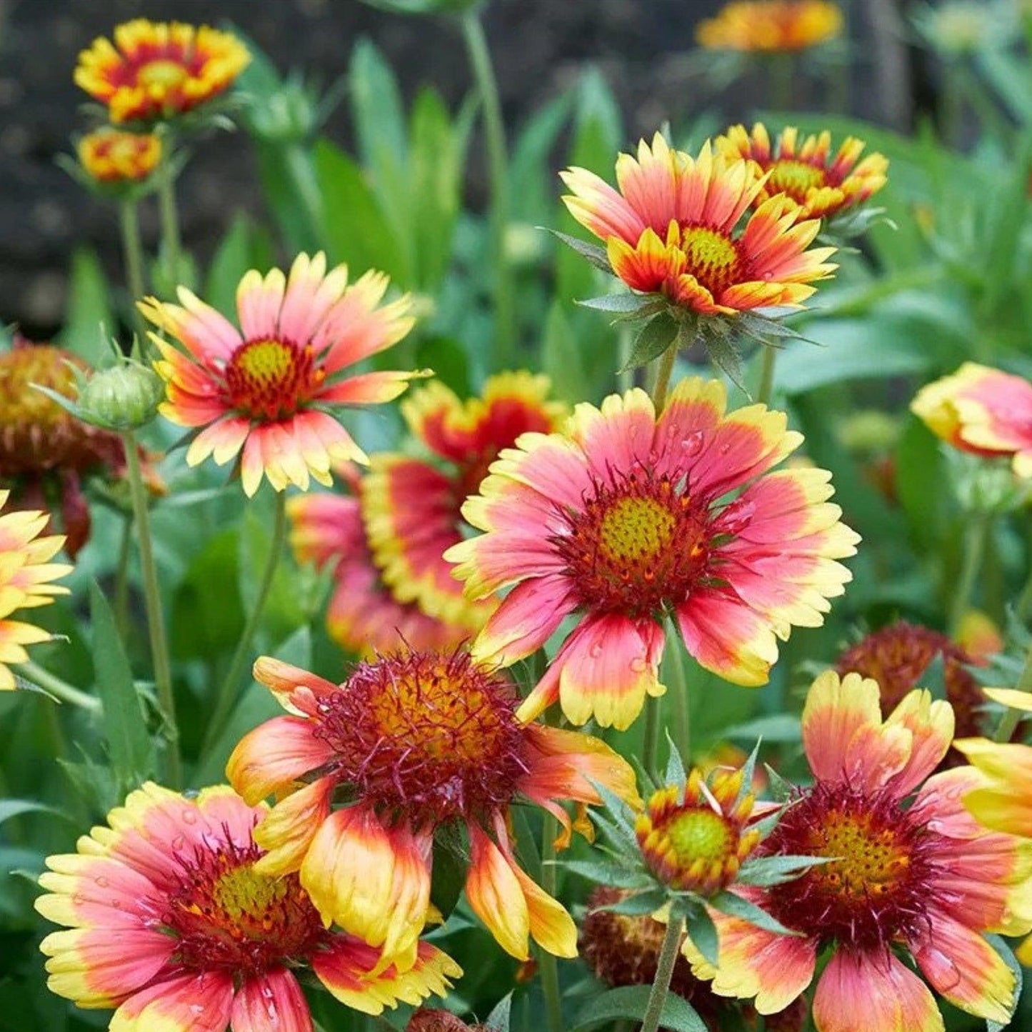 Pop’s Hummingbird & Butterfly Wildflower Seed Mix – Pollinator Garden Blend
