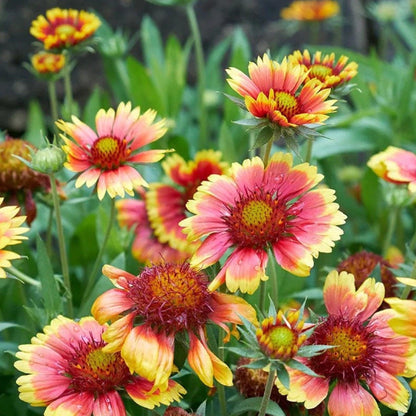 Pop’s Hummingbird & Butterfly Wildflower Seed Mix – Pollinator Garden Blend