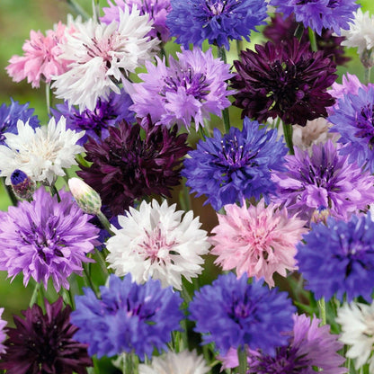 Pop’s Hummingbird & Butterfly Wildflower Seed Mix – Pollinator Garden Blend