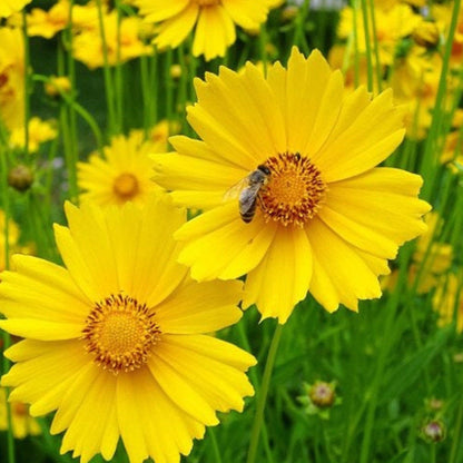 Pop’s Hummingbird & Butterfly Wildflower Seed Mix – Pollinator Garden Blend