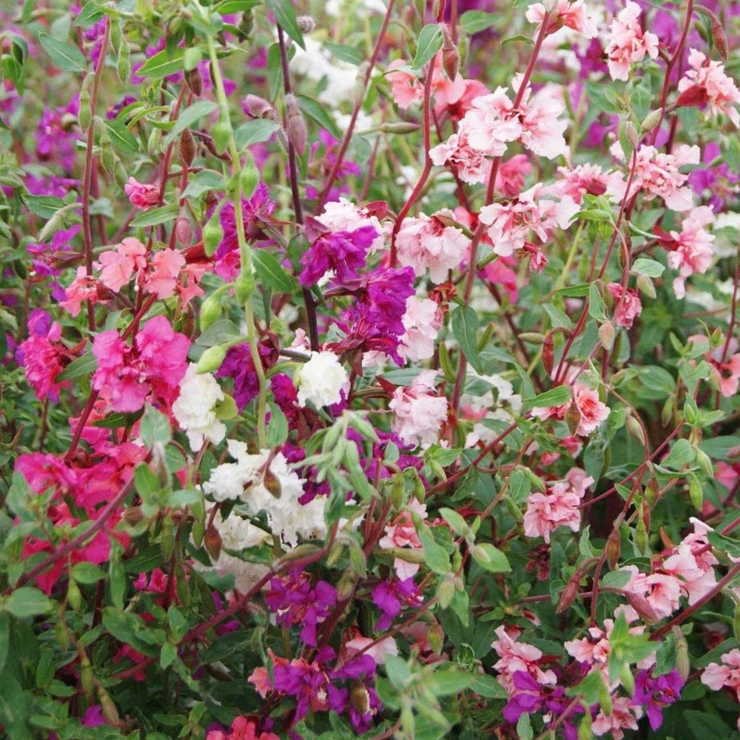 Pop’s Hummingbird & Butterfly Wildflower Seed Mix – Pollinator Garden Blend