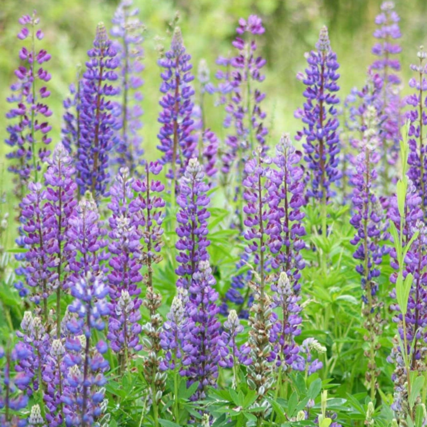 Pop’s Hummingbird & Butterfly Wildflower Seed Mix – Pollinator Garden Blend