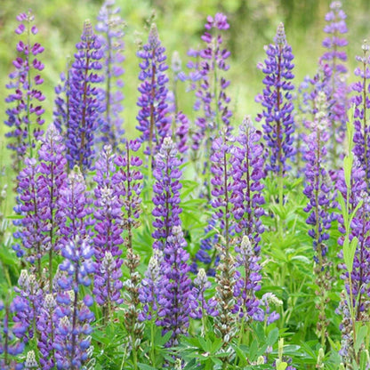 Pop’s Hummingbird & Butterfly Wildflower Seed Mix – Pollinator Garden Blend