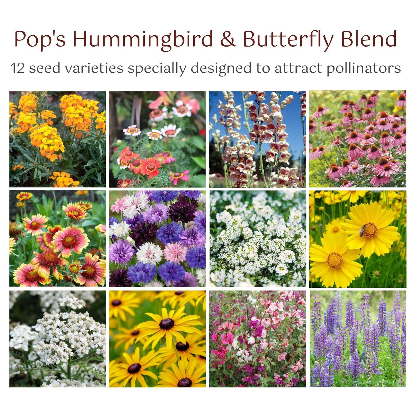 Pop’s Hummingbird & Butterfly Wildflower Seed Mix – Pollinator Garden Blend
