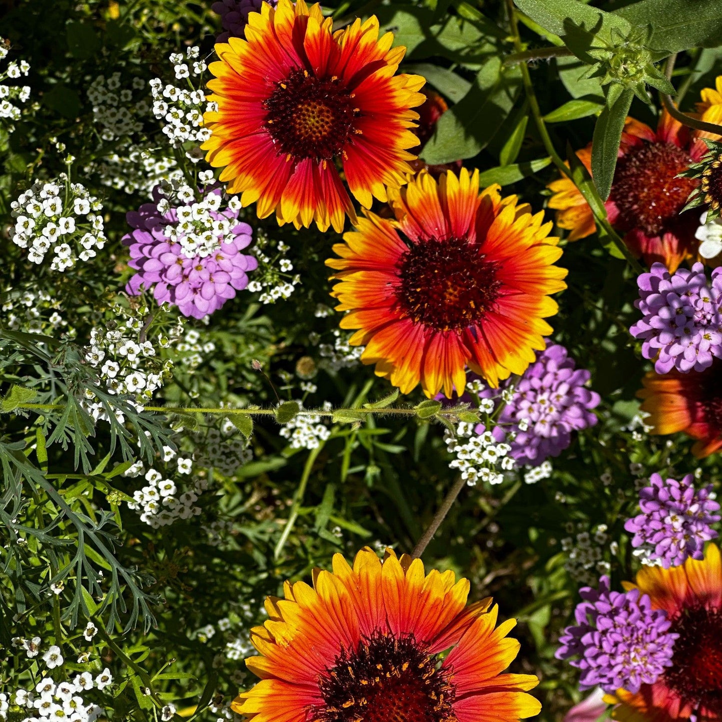 Pop’s Hummingbird & Butterfly Wildflower Seed Mix – Pollinator Garden Blend