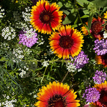 Pop’s Hummingbird & Butterfly Wildflower Seed Mix – Pollinator Garden Blend