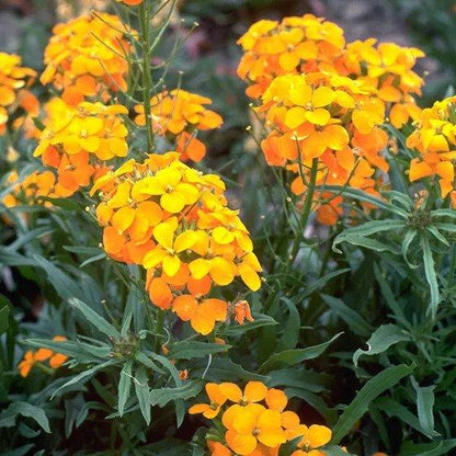 Pop’s Hummingbird & Butterfly Wildflower Seed Mix – Pollinator Garden Blend