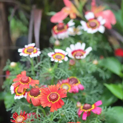 Pop’s Hummingbird & Butterfly Wildflower Seed Mix – Pollinator Garden Blend