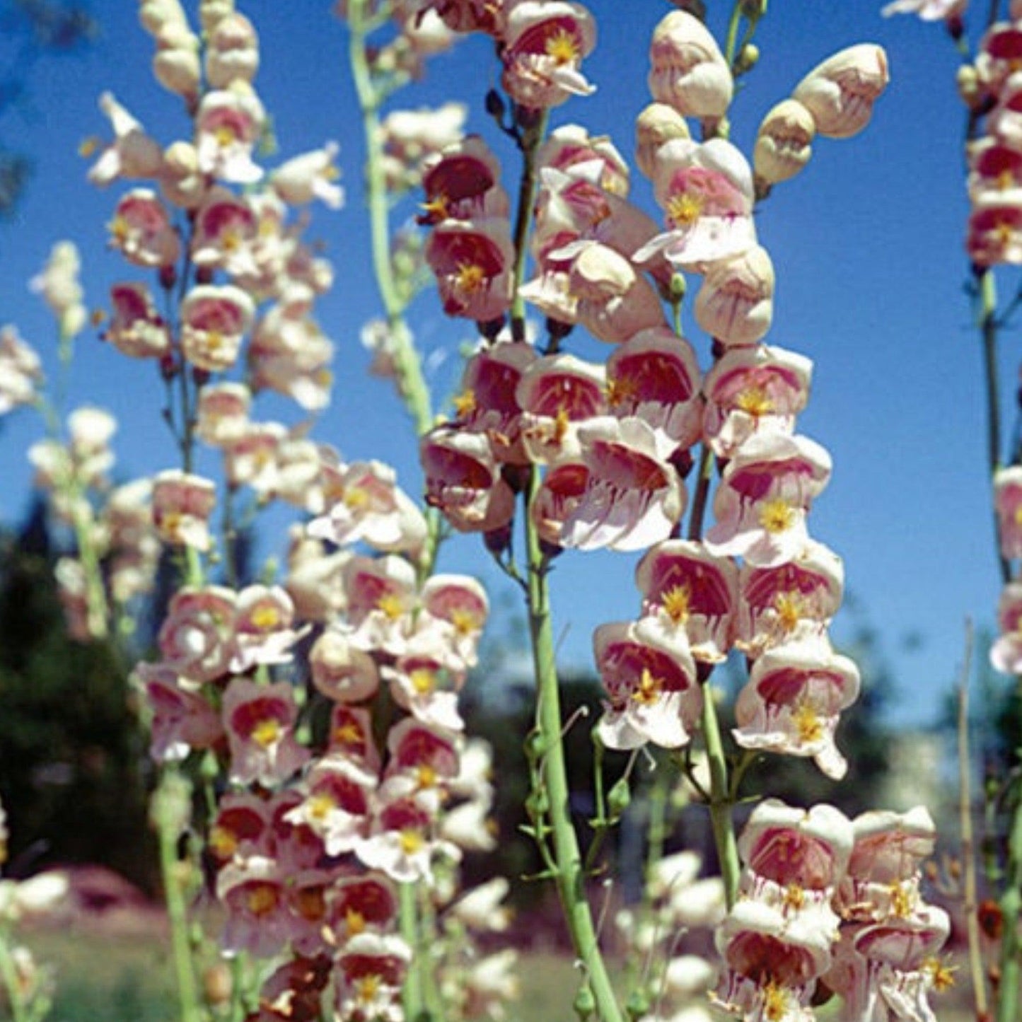 Pop’s Hummingbird & Butterfly Wildflower Seed Mix – Pollinator Garden Blend