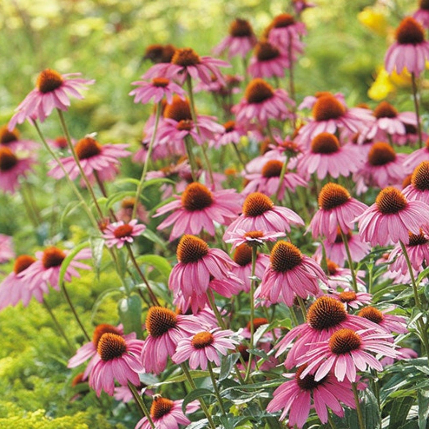 Pop’s Hummingbird & Butterfly Wildflower Seed Mix – Pollinator Garden Blend