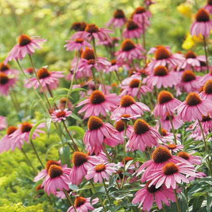 Pop’s Hummingbird & Butterfly Wildflower Seed Mix – Pollinator Garden Blend