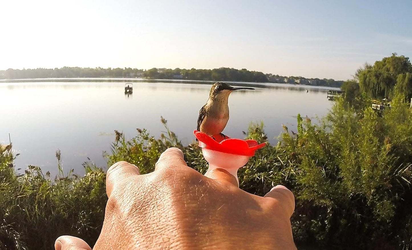 Hummer Ring – Hand-Feeding Hummingbird Nectar Ring